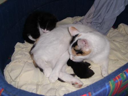 Moi, Maman 2 et son fils