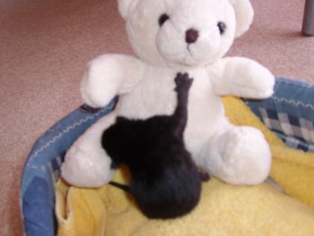 Mon pote le nounours